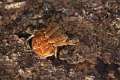 Araneidae_0667