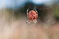 Araneidae_0858