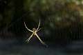 Araneidae_0865