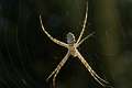 Araneidae_0884