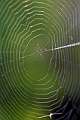 Araneidae_1015
