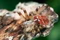 Araneidae_1103