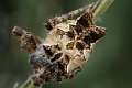 Araneidae_1125