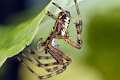 Araneidae_1158