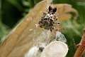 Araneidae_1165
