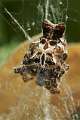 Araneidae_1170