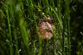 Araneidae_1395