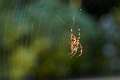 Araneidae_1418