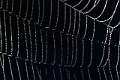Araneidae_1435
