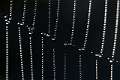 Araneidae_1440
