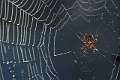 Araneidae_1450