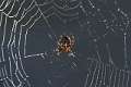 Araneidae_1458