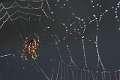 Araneidae_1468