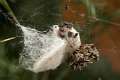 Araneidae_1476