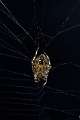 Araneidae_1490