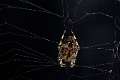 Araneidae_1494-2