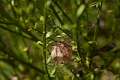 Araneidae_1521