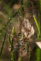 Araneidae_1538
