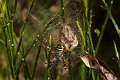 Araneidae_1539