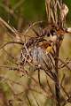 Araneidae_1540