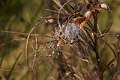 Araneidae_1544