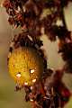 Araneidae_1567
