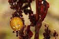 Araneidae_1572