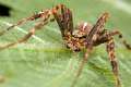 Araneidae_1815