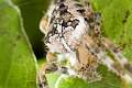 Araneidae_1894