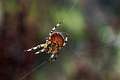 Araneidae_1998