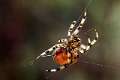Araneidae_2005