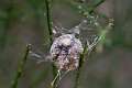 Araneidae_2460