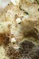 Araneidae_3081