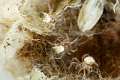 Araneidae_3089