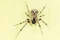 Araneidae_3104