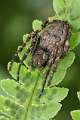 Araneidae_3782