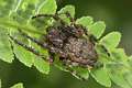 Araneidae_3784