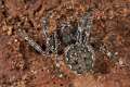 Araneidae_3845