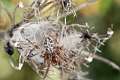 Araneidae_4408