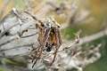 Araneidae_4411