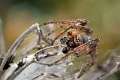 Araneidae_4418