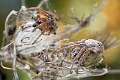 Araneidae_4447-1