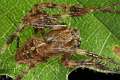 Araneidae_4481