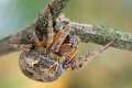 Araneidae_4492