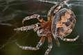 Araneidae_4546