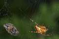 Araneidae_4576