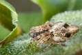 Araneidae_4618