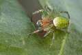 Araneidae_4631