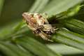 Araneidae_4855