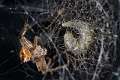 Araneidae_4861